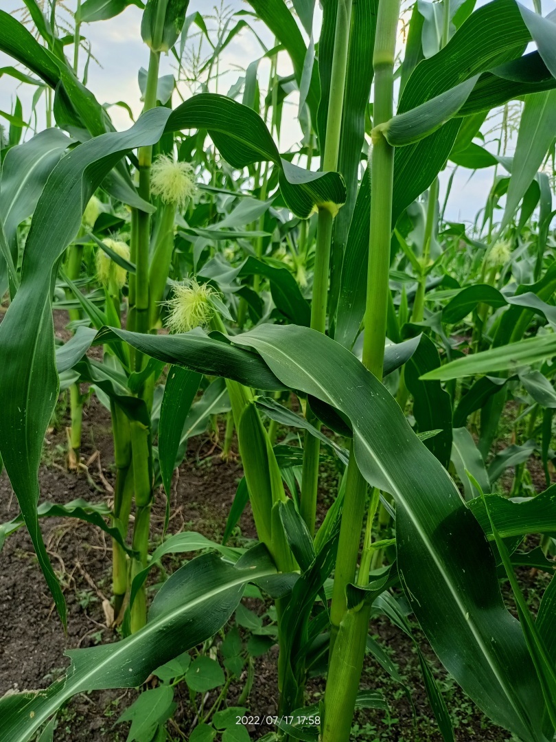 Мой огород, вот что выросло на моём огороде. 2022год