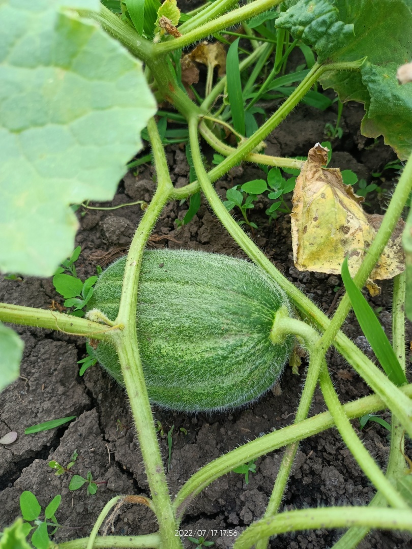 Мой огород, вот что выросло на моём огороде. 2022год