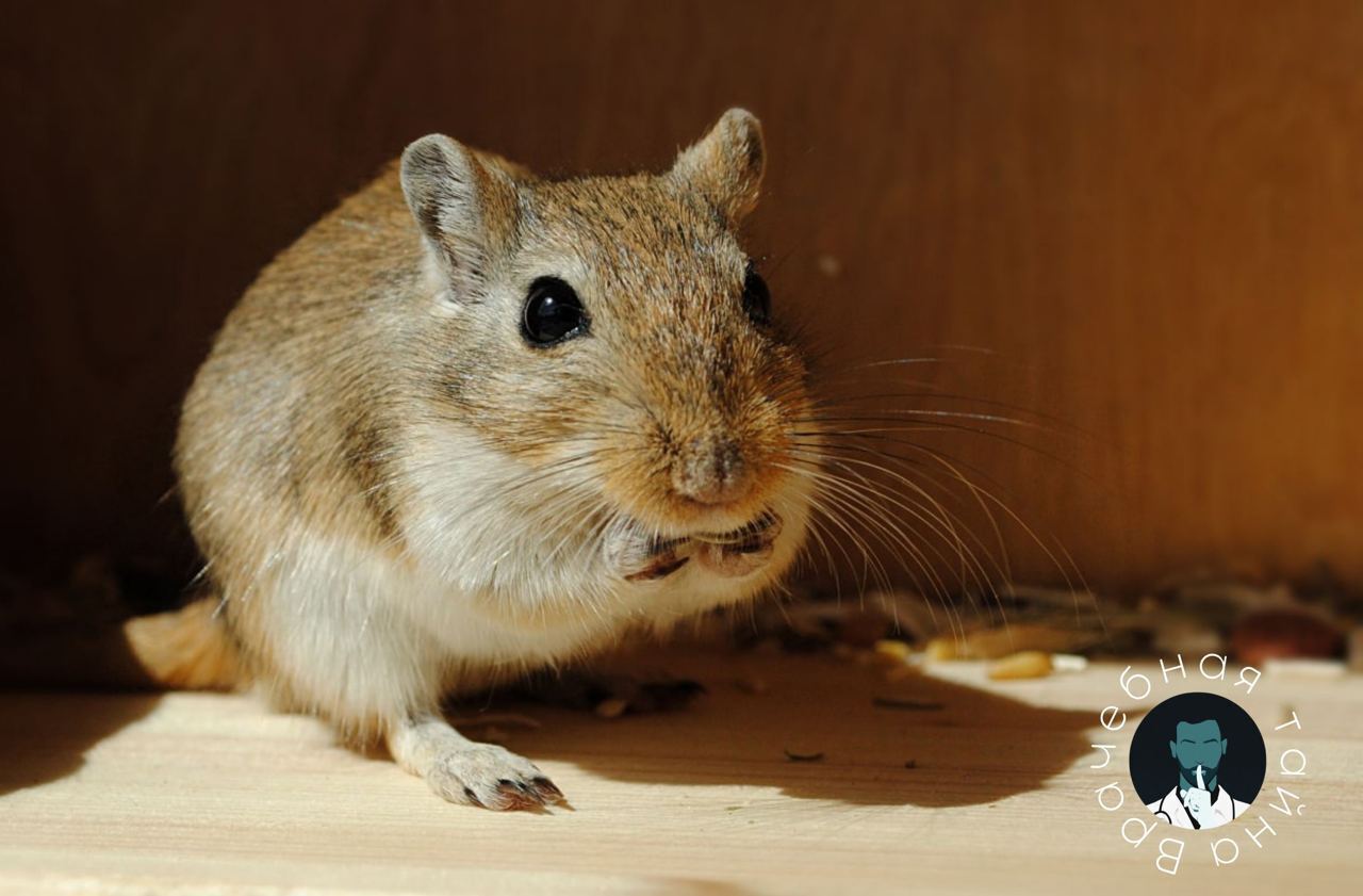 Кто может вызвать вспышку оспы обезьян в РФ