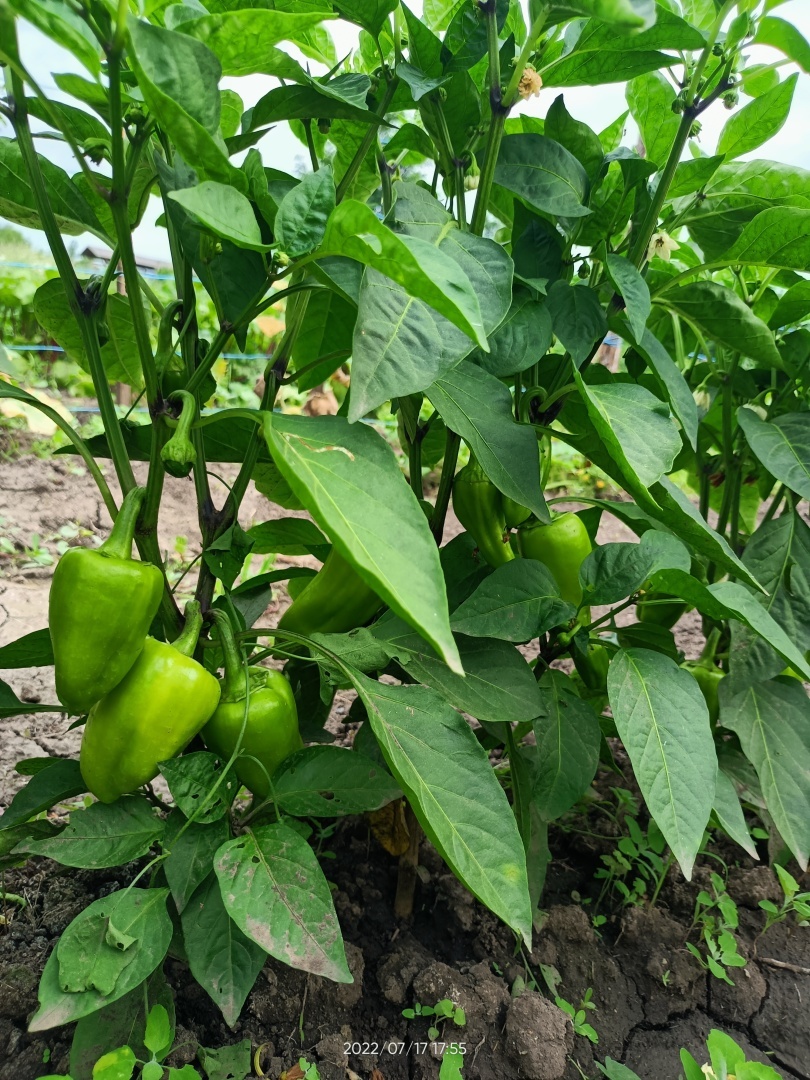 Мой огород, вот что выросло на моём огороде. 2022год