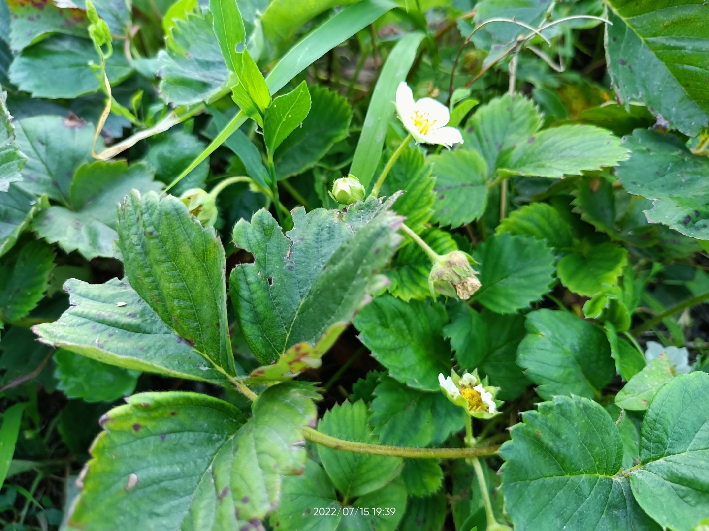 Яблоки и абрикосы, клубника второй раз зацвела 😋