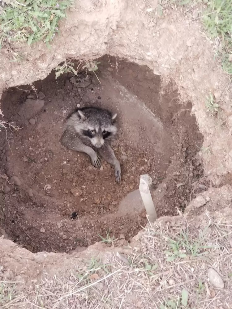 Добросердечные дети спасают енота, которого похоронили заживо
