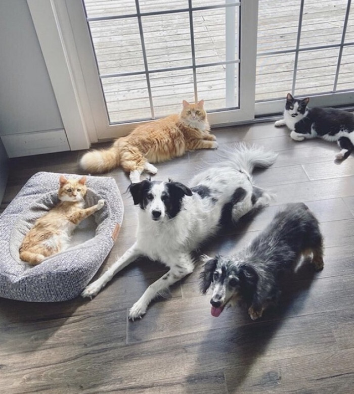 Трехлапый кот наконец-то нашел себе дом после долгих блужданий по улицам