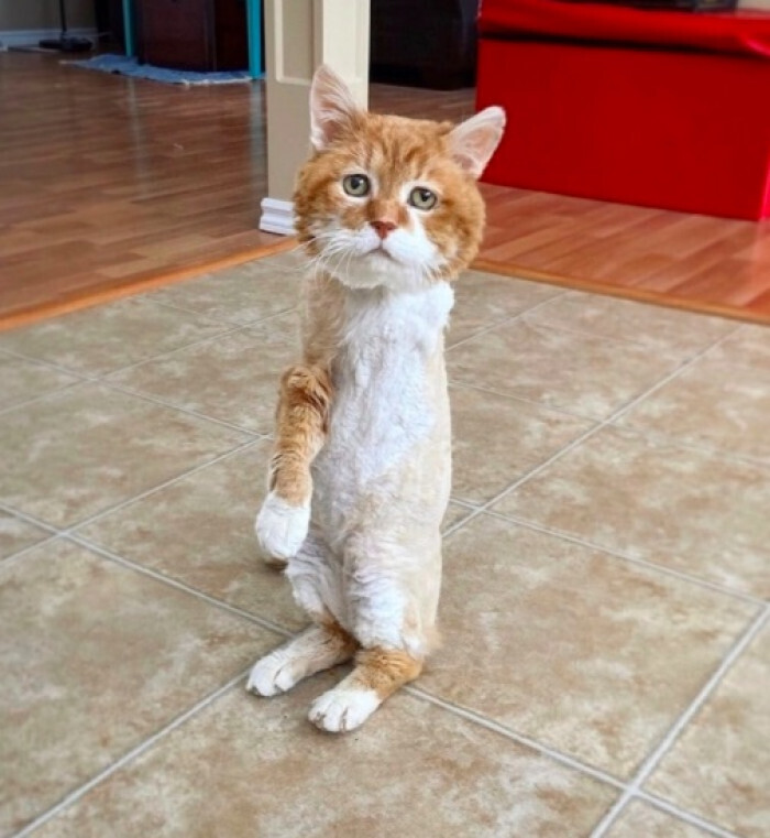 Трехлапый кот наконец-то нашел себе дом после долгих блужданий по улицам