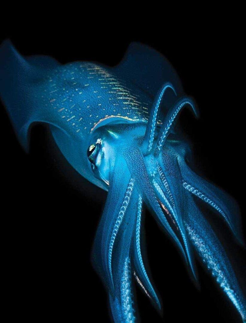 Необычные светящиеся таланты морских животных