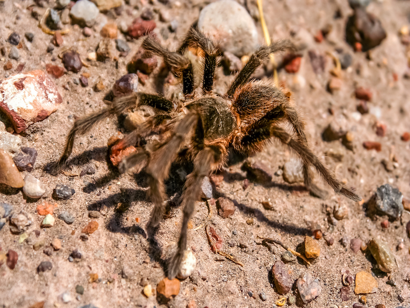 Самый большой в мире паук фото живой