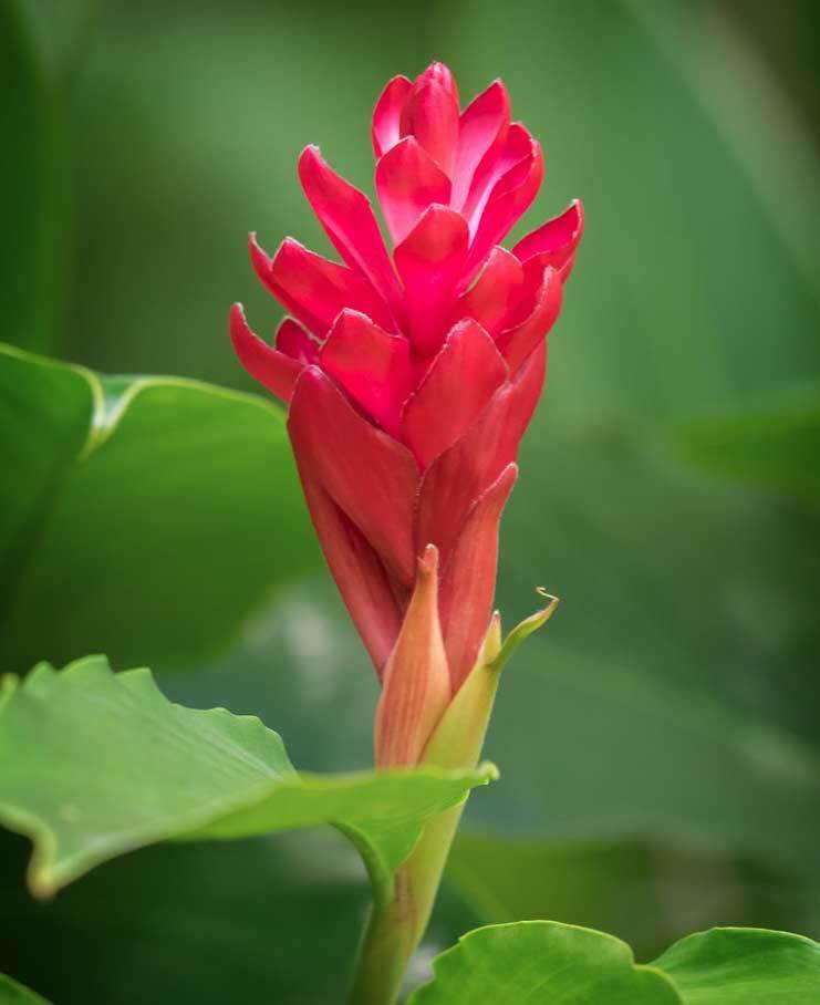 Их красота не знает границ