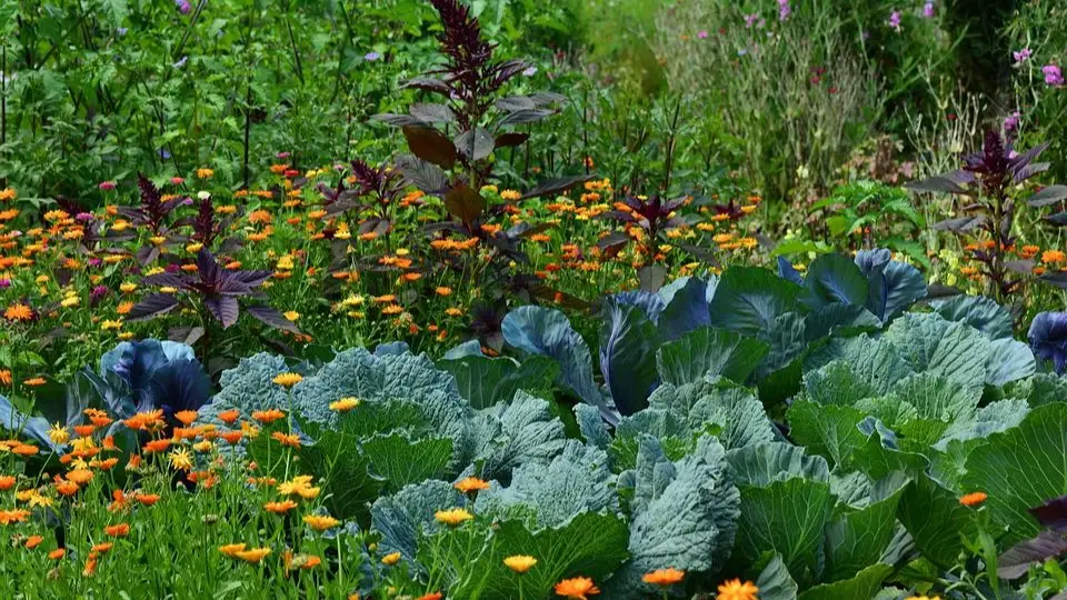 Лунный календарь работ в огороде на с 20 по 31 июля и весь август 2022: Когда можно и нельзя выполнять пересадку, собирать урожай и вносить подкормки