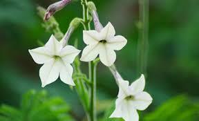 Для тех, кто курил, для тех, кто курит, для тех, кто будет курить)))...