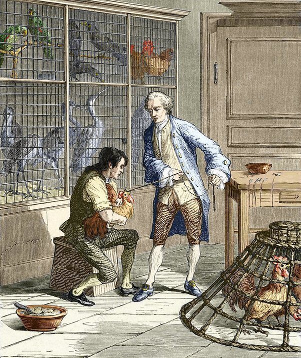 Мясо, которое мы едим, гниет в желудке?