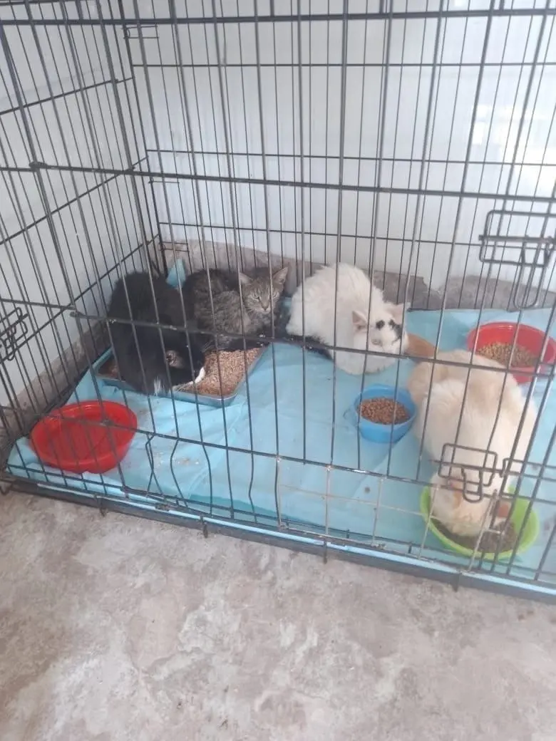 11 кошек и собак из Екатеринбурга около двух недель питались трупами своих хозяев.