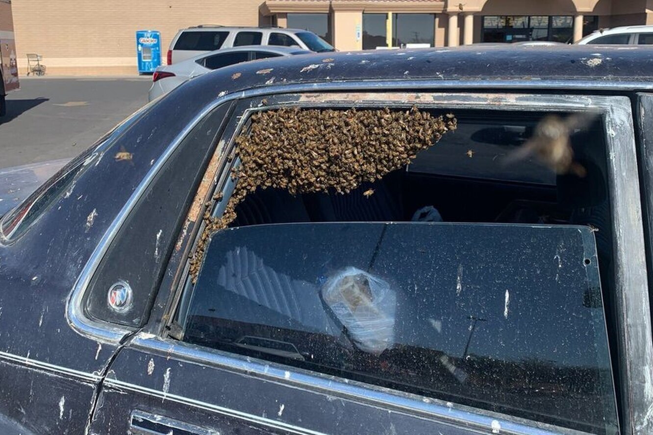Пчелы облепили машину