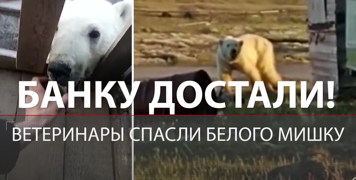 Белую медведицу Монеточку спасли сегодня ветеринары с материка. Теперь ее спящую доставят в ее среду обитания.