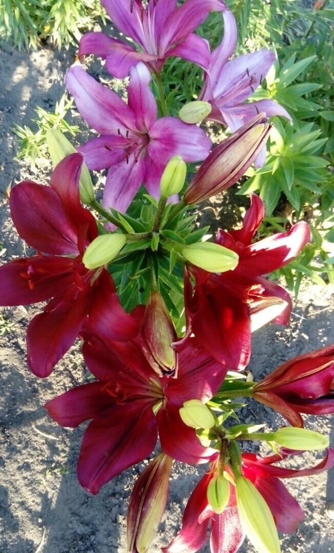 Люблю разводить цветы!