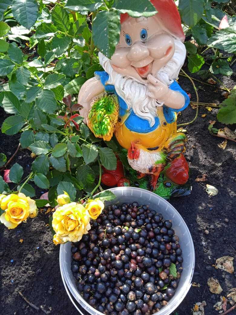 Черная смородина - самая полезная летняя ягода.