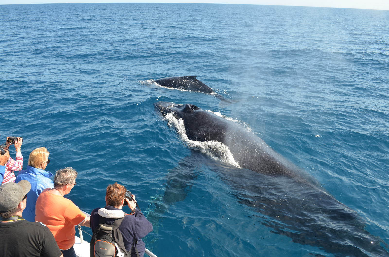 Шри Ланка киты экскурсия