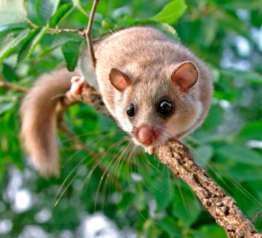 Самые защищенные животные, способные защитить себя удивительным способом.