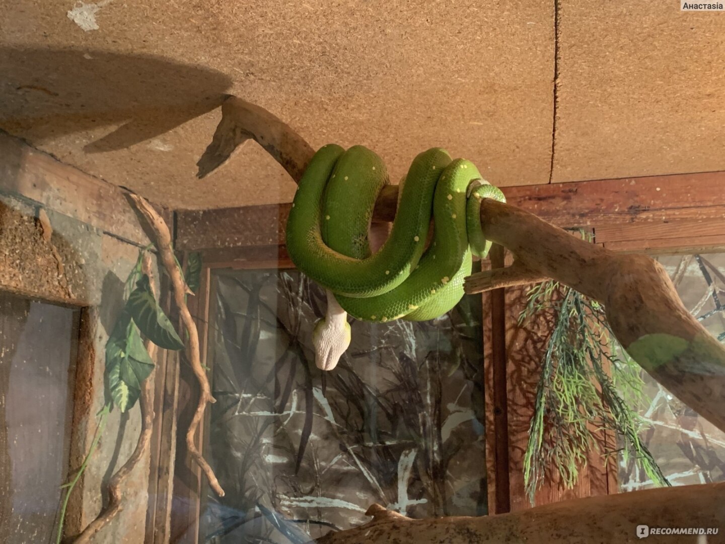 От слона до паука! Есть всё! Ростовскому зоопарку 95 лет. Увлекательное место для отдыха.