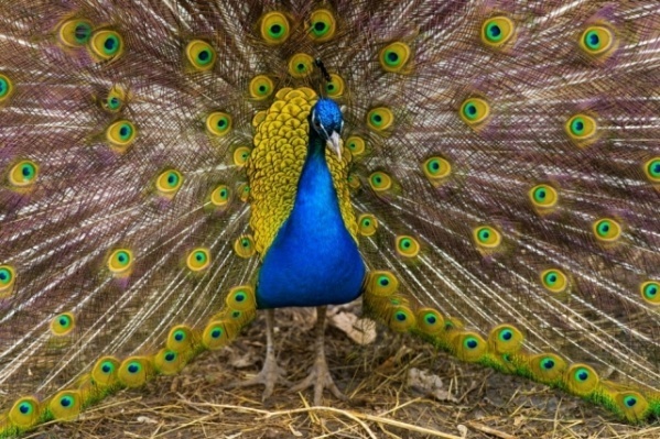 От слона до паука! Есть всё! Ростовскому зоопарку 95 лет. Увлекательное место для отдыха.