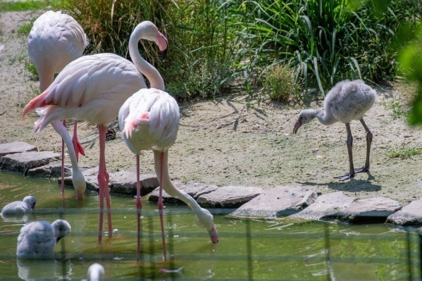 От слона до паука! Есть всё! Ростовскому зоопарку 95 лет. Увлекательное место для отдыха.