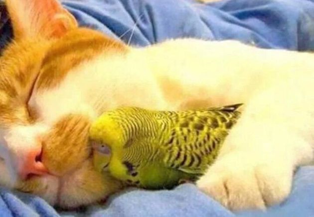 Подборка ТОП 8 прекрасных фотографий, где кошки и попугаи стали забавными друзьями и даже обнимаются
