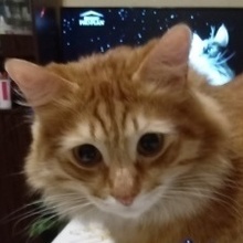 Юрий Николаевич Шорохов, г. Сокол