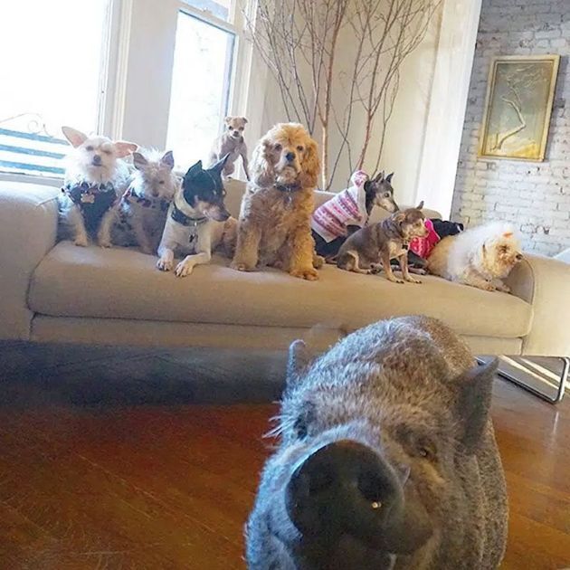 Бухгалтер пошел в приют за одним псом без шансов на пристройство, а в итоге взял 10 и свинью