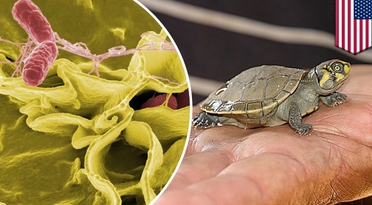 Вспышка сальмонеллы, поразившая детей, связана с маленькими черепахами