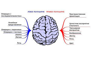 Продукты улучшающие работу мозга