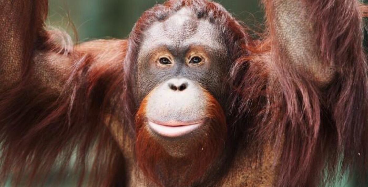 От слона до паука! Есть всё! Ростовскому зоопарку 95 лет. Увлекательное место для отдыха.