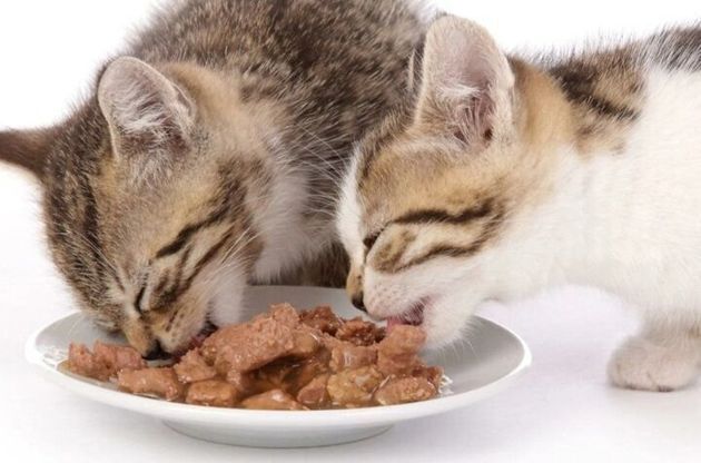 3 причины, почему покупной корм может вызывать у домашних кошек "привыкание"