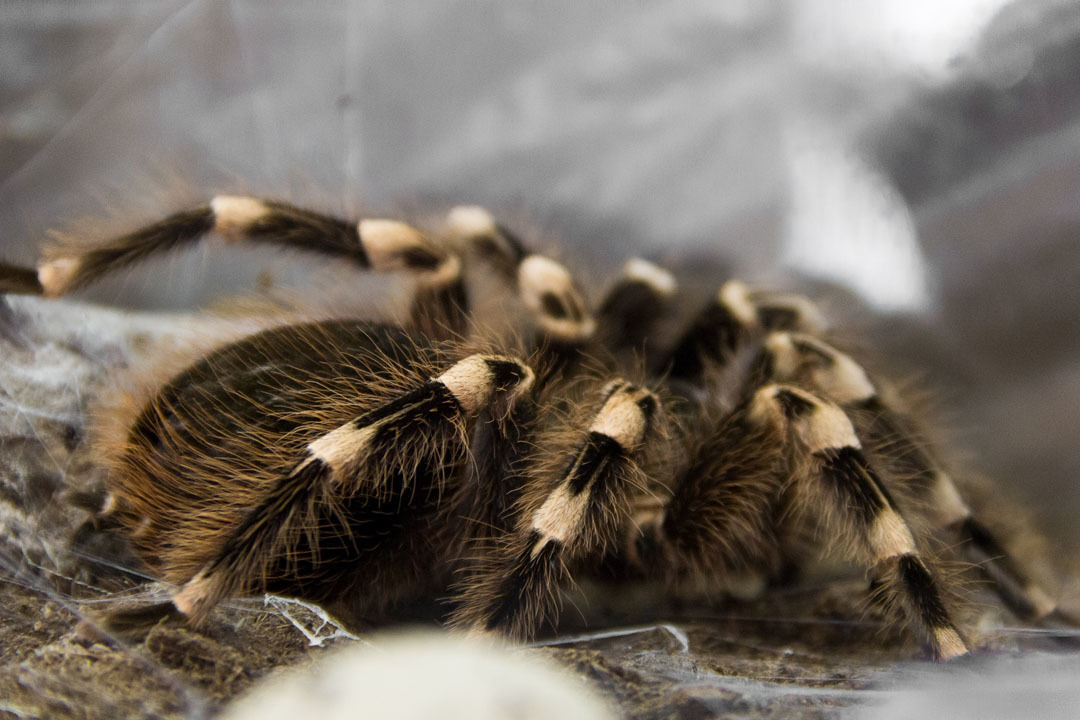 От слона до паука! Есть всё! Ростовскому зоопарку 95 лет. Увлекательное место для отдыха.