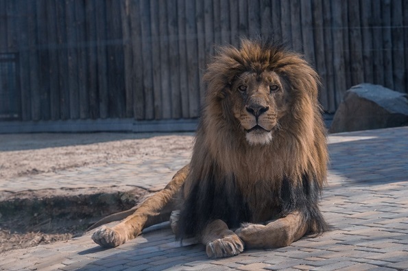 От слона до паука! Есть всё! Ростовскому зоопарку 95 лет. Увлекательное место для отдыха.