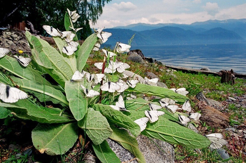 Экскурсионный тур «Здравствуй, Алтай!» 2022 - по средам