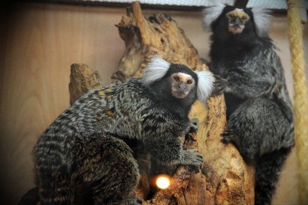 От слона до паука! Есть всё! Ростовскому зоопарку 95 лет. Увлекательное место для отдыха.