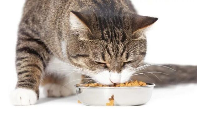 3 причины, почему покупной корм может вызывать у домашних кошек "привыкание"