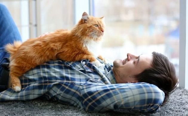 Кошки появляются в нашей жизни неслучайно: 5 причин, почему в нашей жизни есть кошка