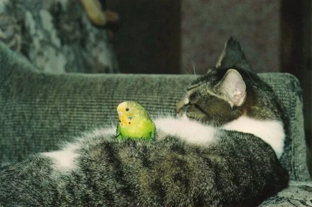 Подборка ТОП 8 прекрасных фотографий, где кошки и попугаи стали забавными друзьями и даже обнимаются