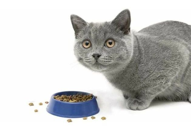 3 причины, почему покупной корм может вызывать у домашних кошек "привыкание"