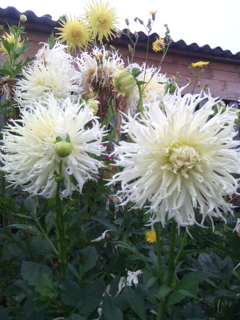 Цветущее лето.