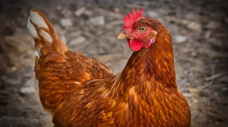 Шуструю курицу ловили в Петербурге посреди многоэтажек