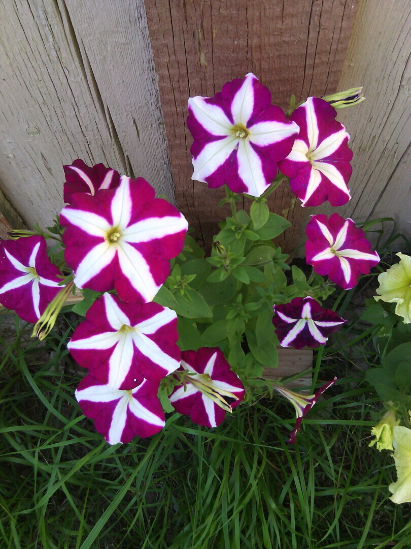 Цветущее лето.