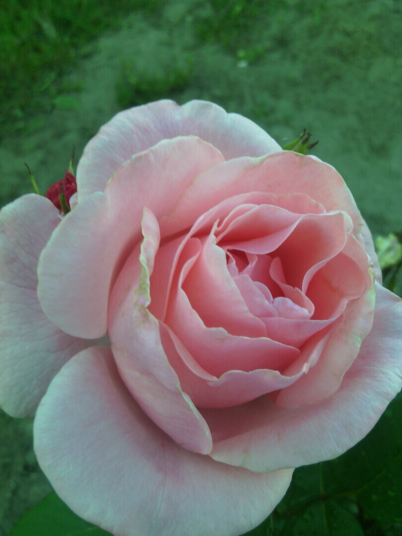 Эти великолепные розы у нашего дома!