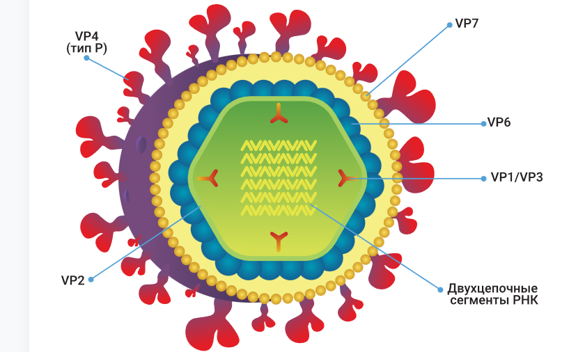 Ковид 19 возвращается или новый рвотовирус идет по стране Новый вирус, симптомы и проявления.