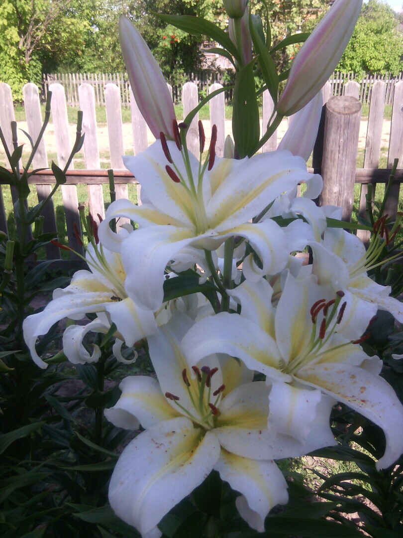 Цветок - корона!