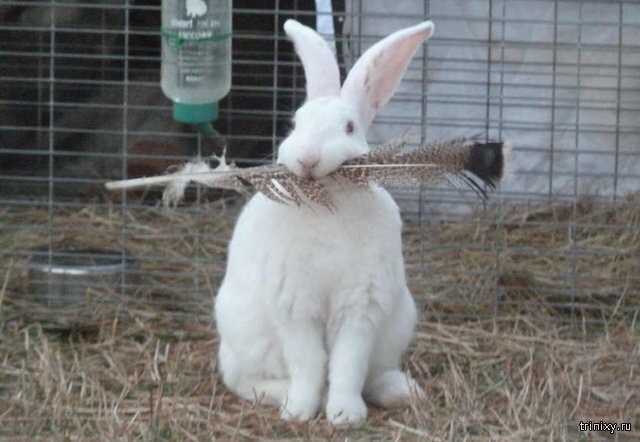 Решен спорный вопрос разведения кур и кроликов в СНТ и последующая реализация с/х продукции