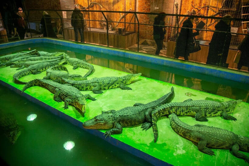 Необычный бизнес в Подмосковье - "Экодеревушка". " Мужики, вы слышали? Все на улиток! Заодно решим демографическую проблему"