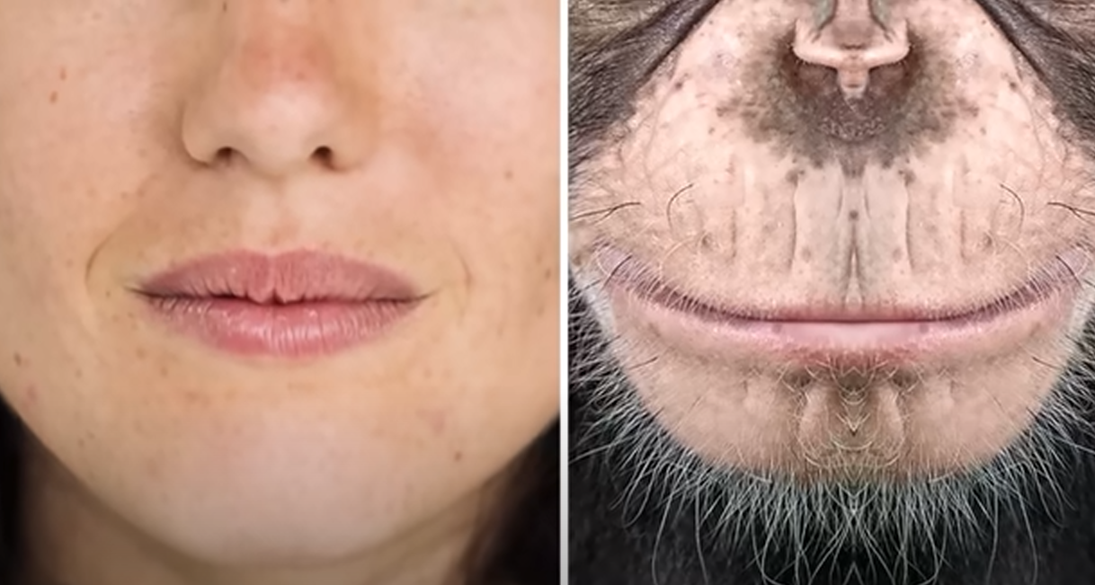 Только у людей есть подбородки