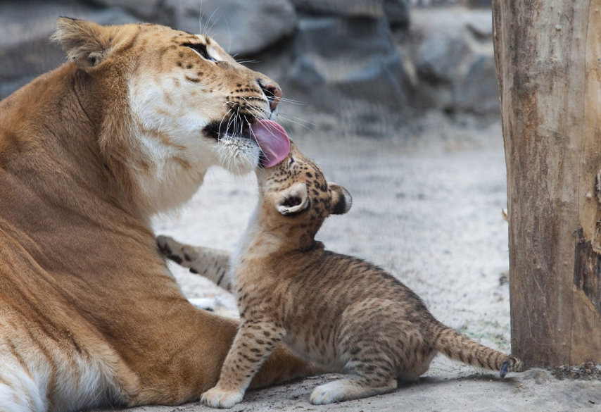 Самая большая кошка