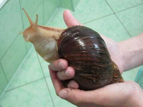 Необычный бизнес в Подмосковье - "Экодеревушка". " Мужики, вы слышали? Все на улиток! Заодно решим демографическую проблему"